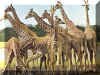 girafe.JPG (66732 octets)