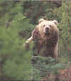 foret2.JPG (38248 octets)