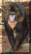 mandrill.jpg (124172 octets)